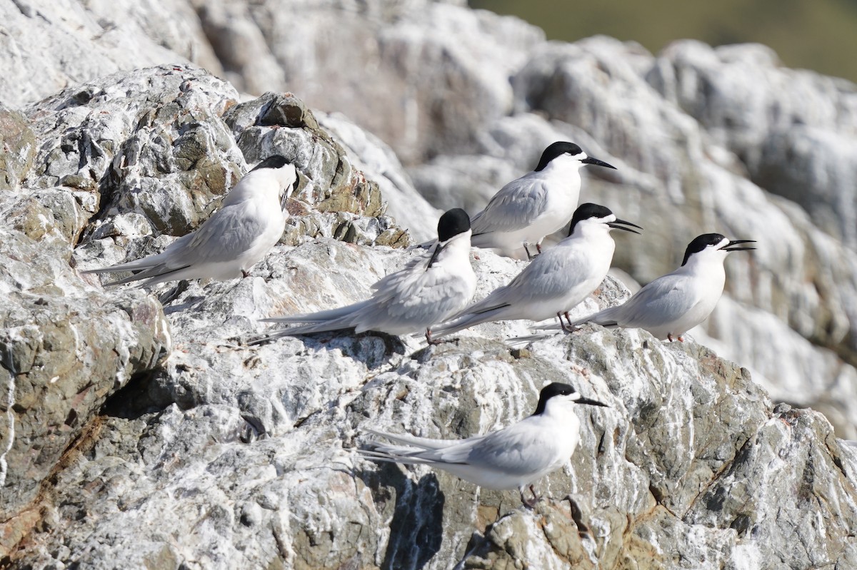 White-fronted Tern - ML610602761