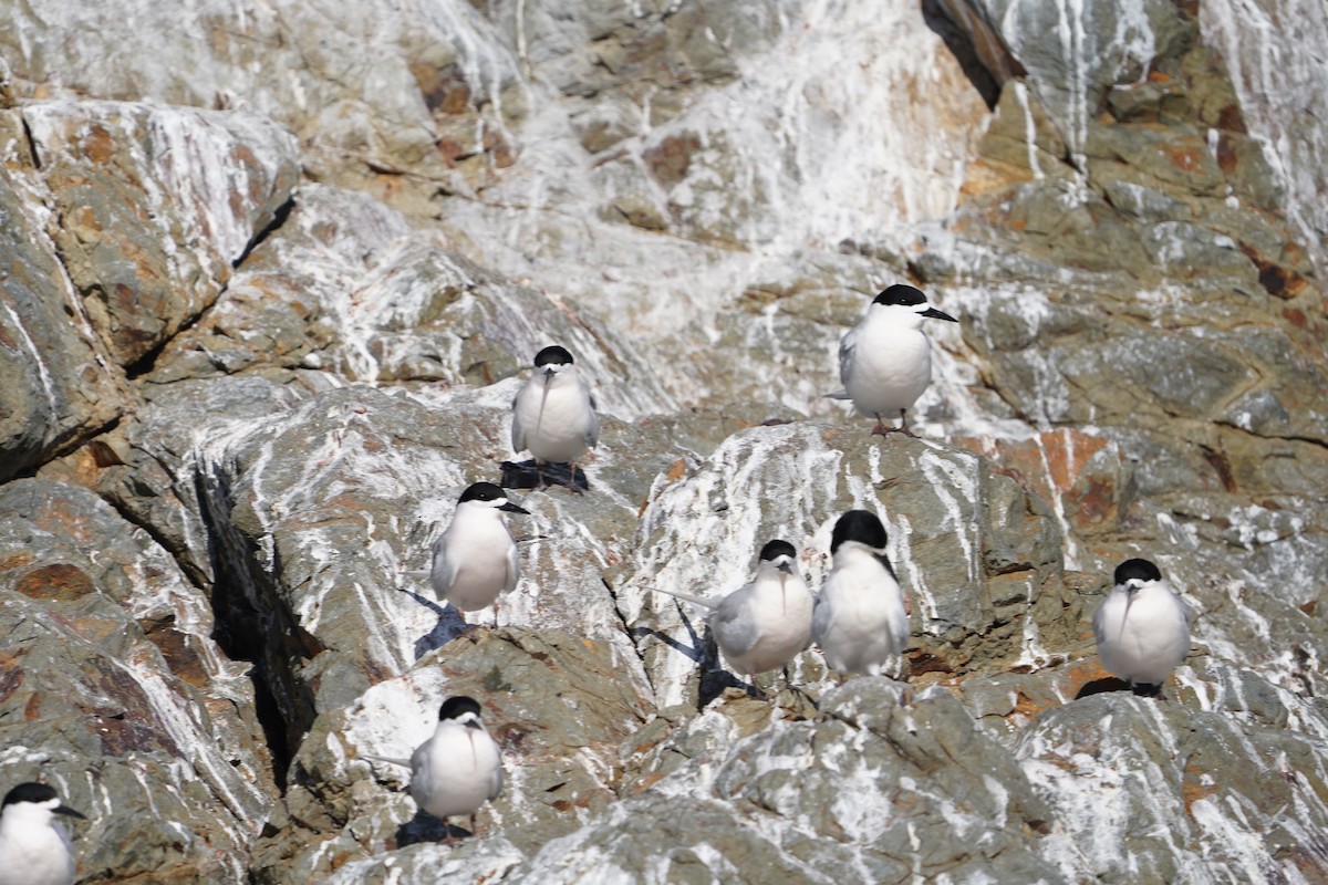 White-fronted Tern - ML610602762
