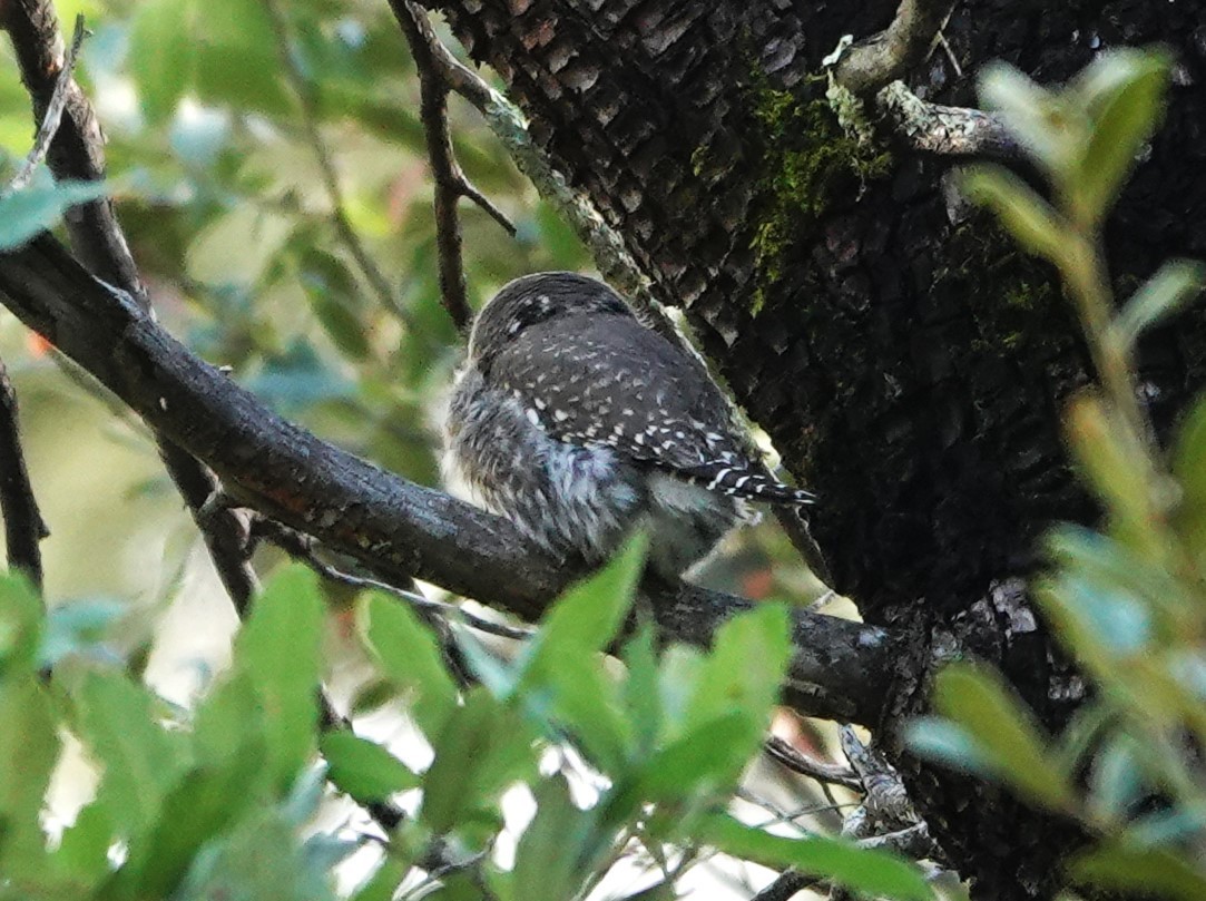 Northern Pygmy-Owl - ML610602793