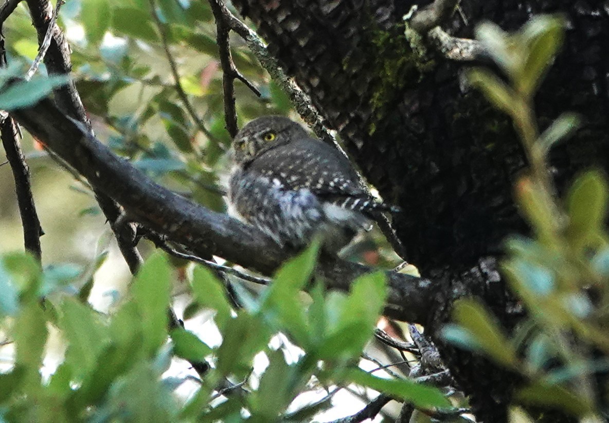 Northern Pygmy-Owl - ML610602809