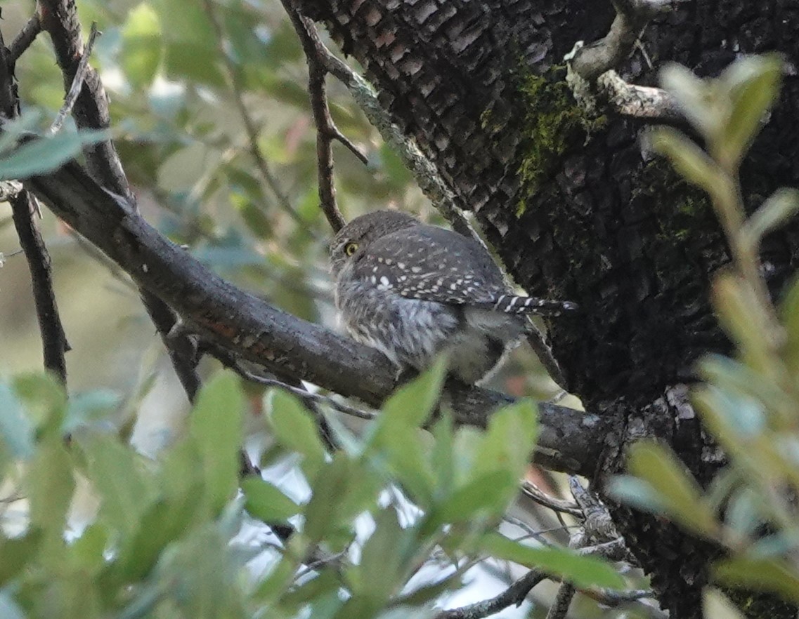 Northern Pygmy-Owl - ML610602817