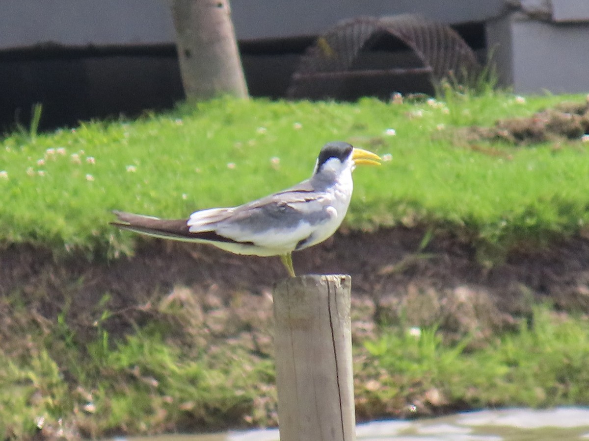 Large-billed Tern - Raúl Castillo Albadan