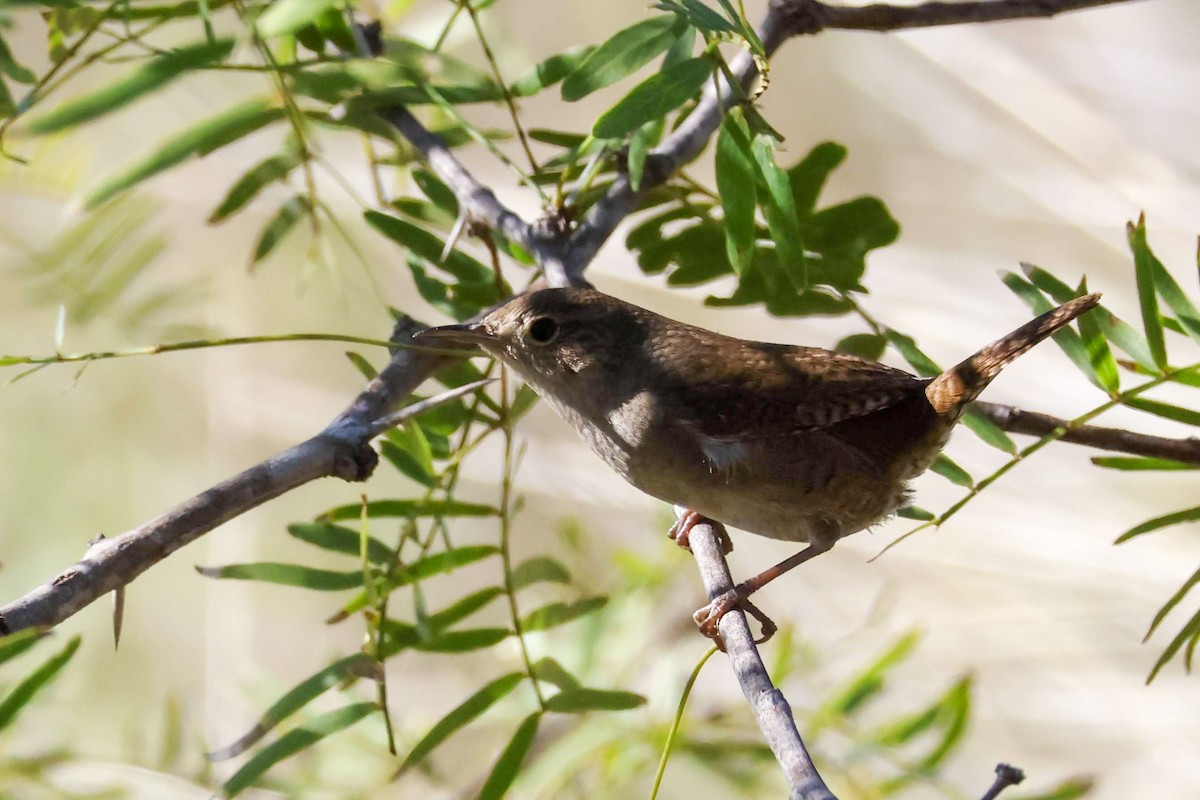 House Wren (Northern) - ML610602869