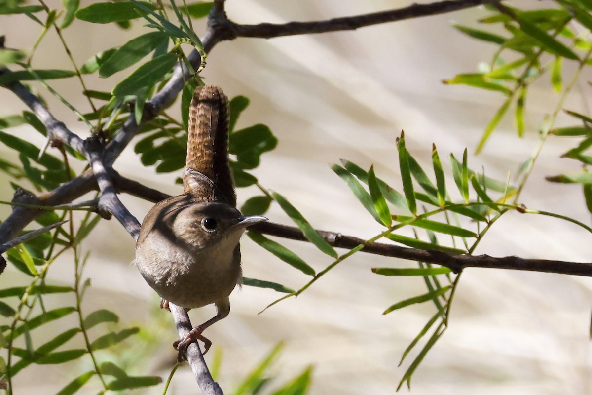 House Wren (Northern) - ML610602870