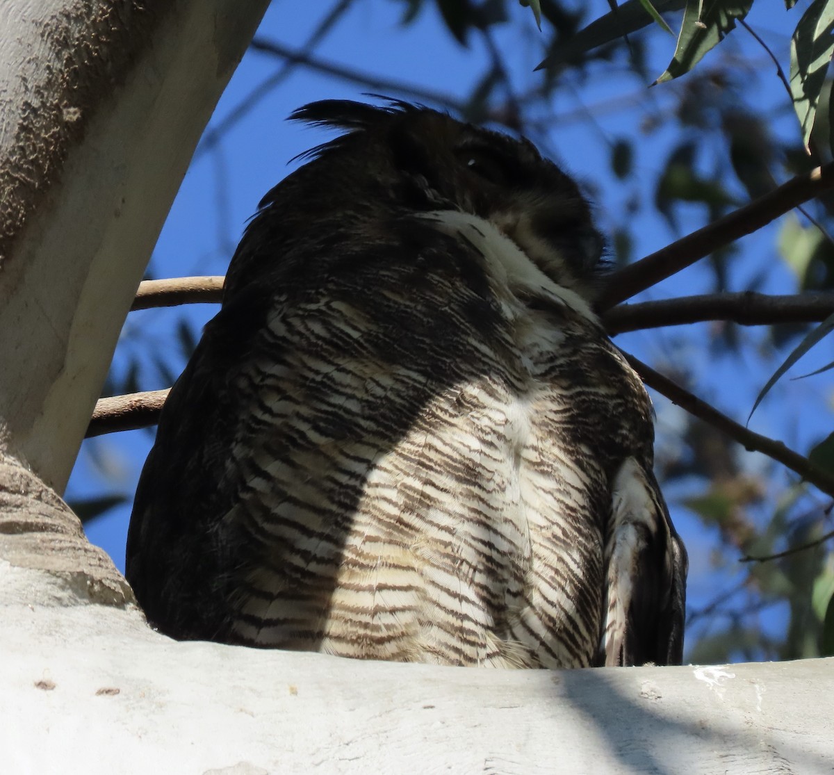 Great Horned Owl - ML610603092