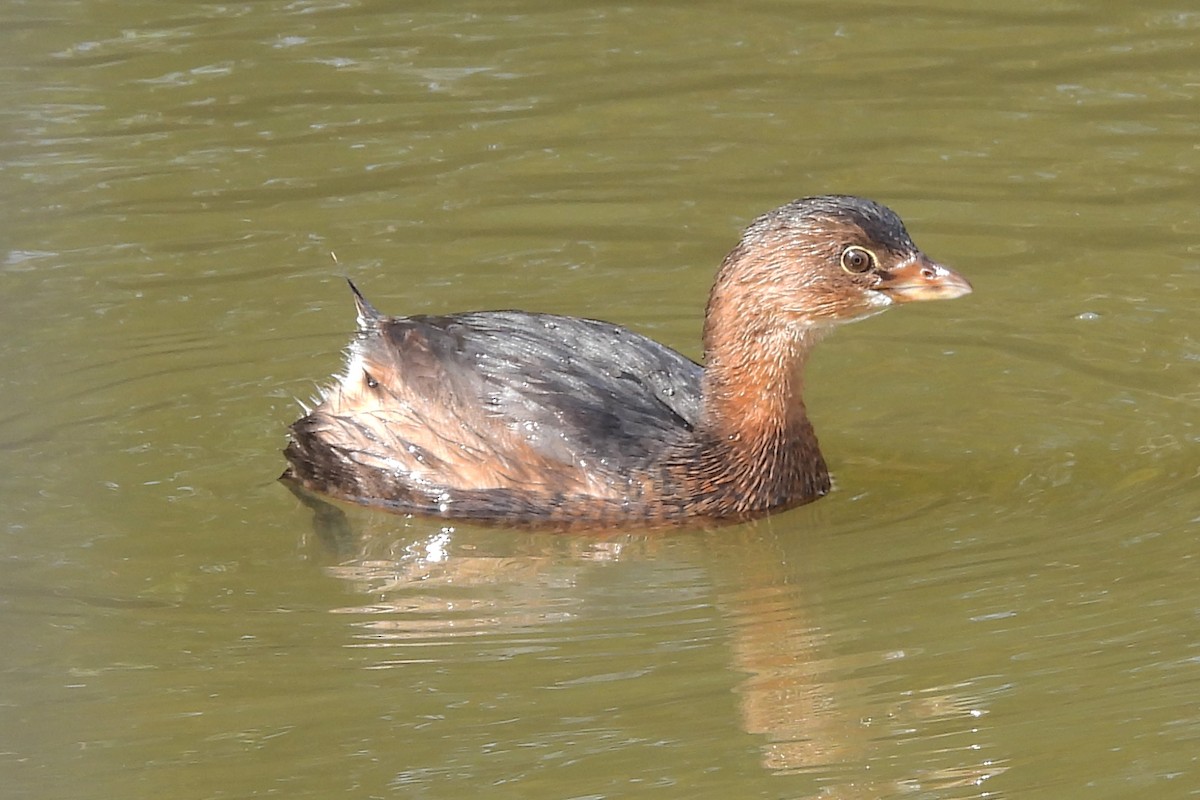 Pied-billed Grebe - ML610603152