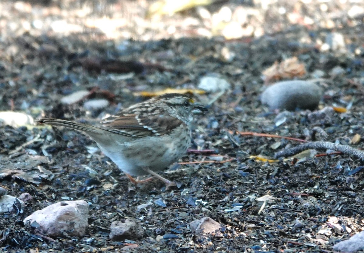 White-throated Sparrow - ML610603173