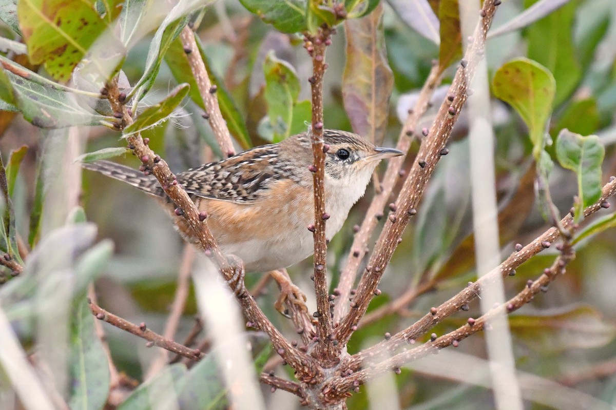 Sedge Wren - ML610603225