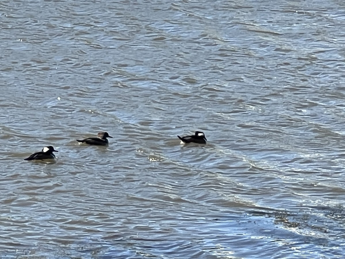 Hooded Merganser - ML610603379