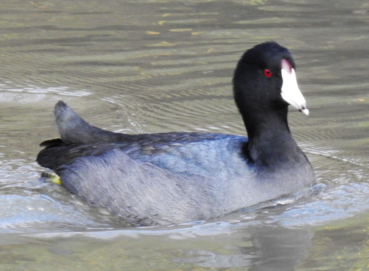 American Coot - ML610603407