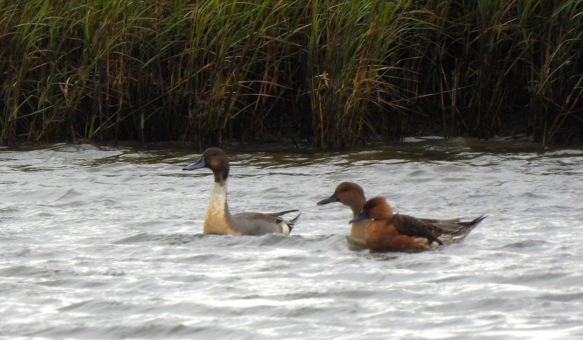 Northern Pintail - Russlyn M