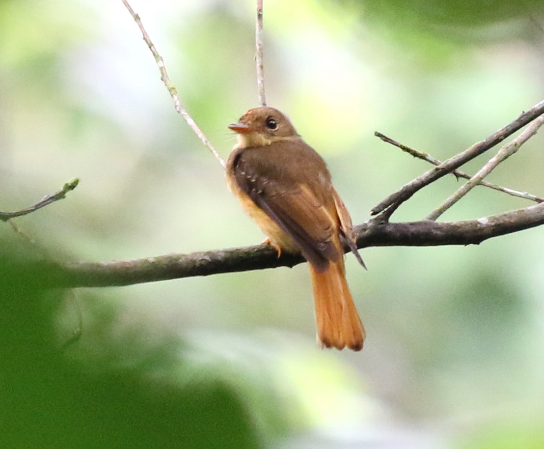 Atlantic Royal Flycatcher - Feliciano Lumini