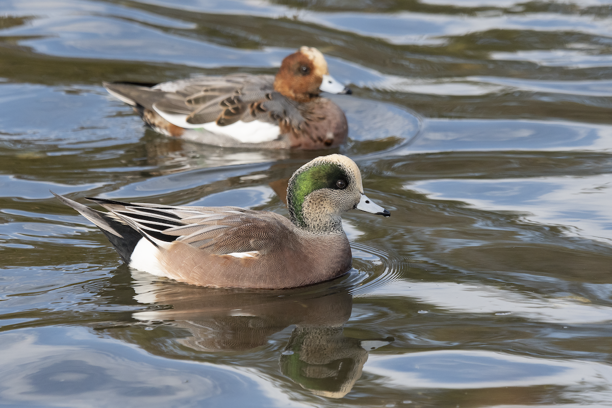 American Wigeon - ML610603710