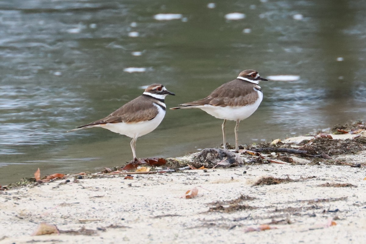 Killdeer - Debra Rittelmann