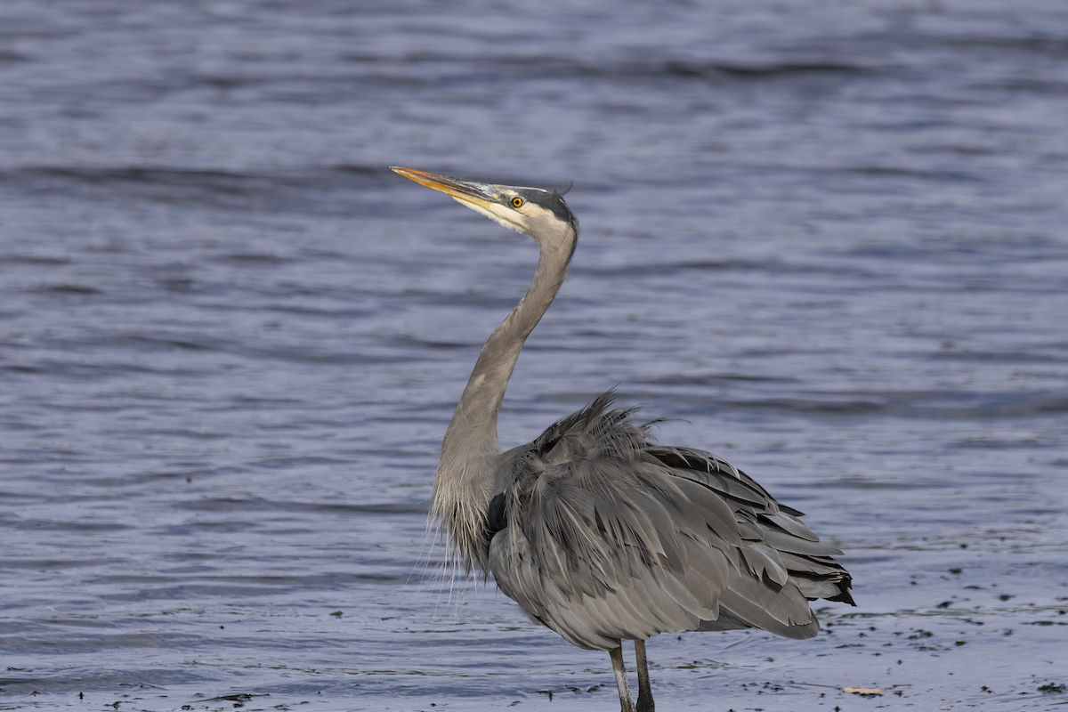 Great Blue Heron - ML610603771