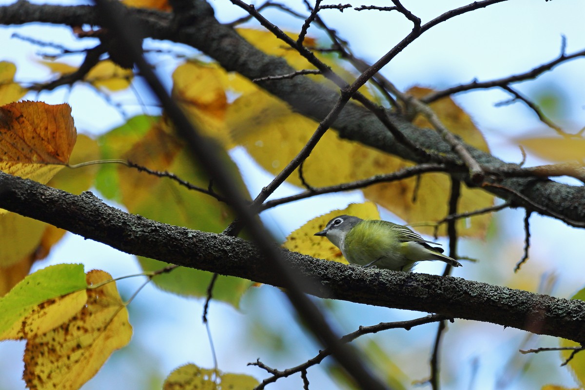 Blue-headed Vireo - ML610603933