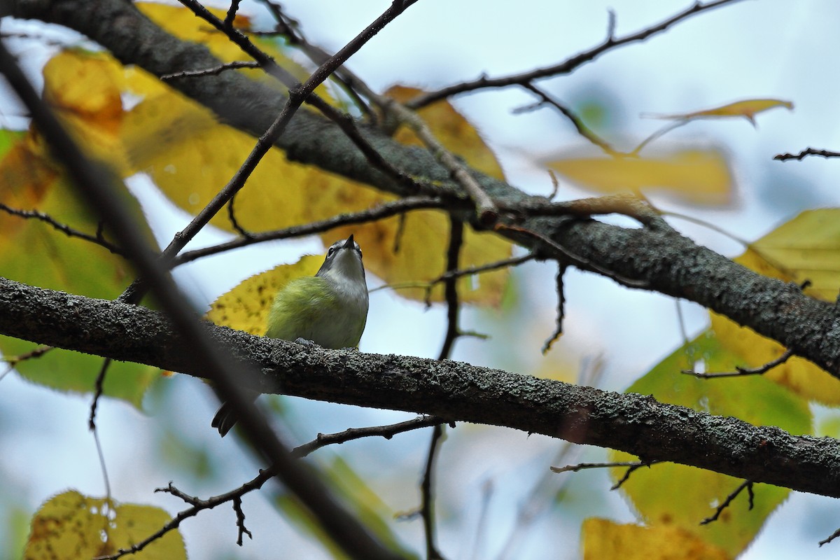 Mavi Başlı Vireo - ML610603935