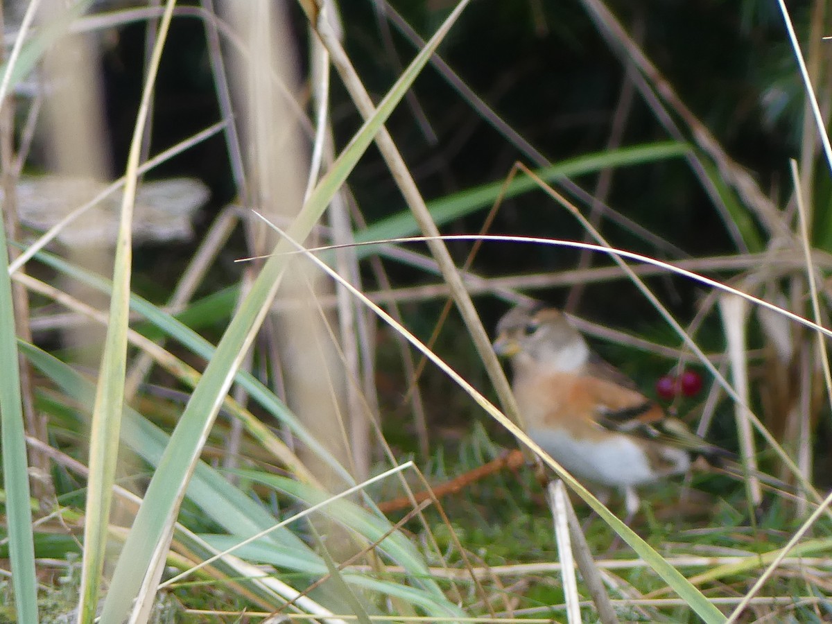 Brambling - Gus van Vliet