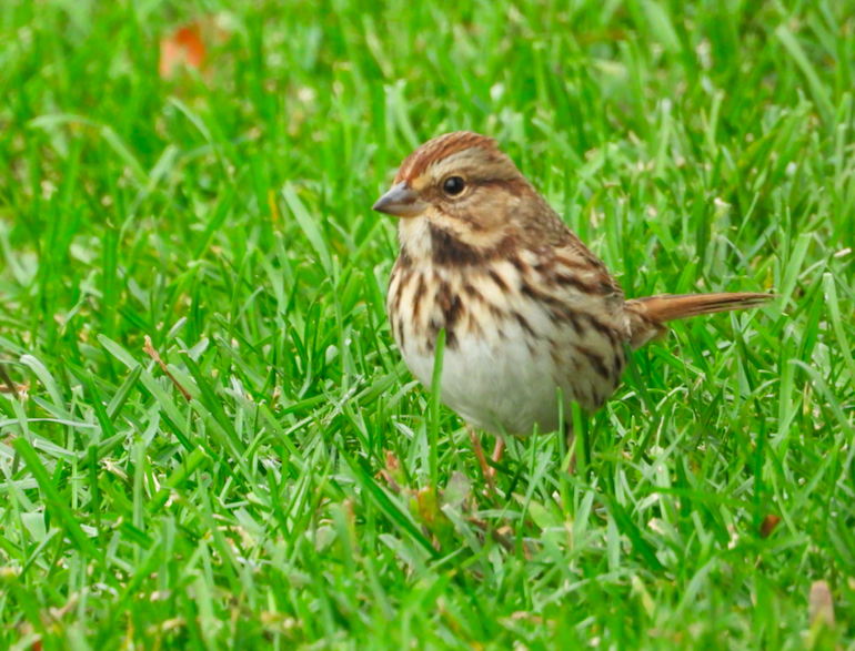 Song Sparrow - ML610604050