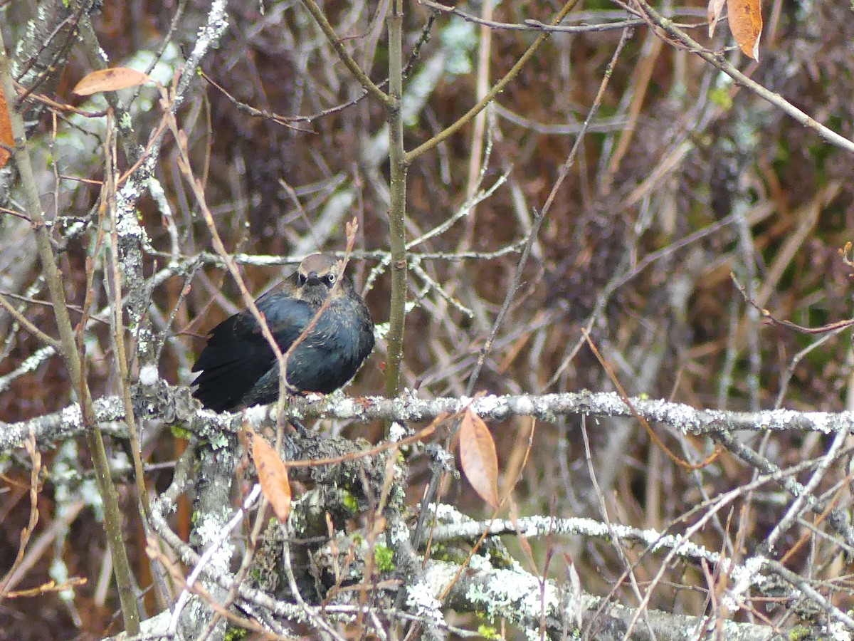 Rusty Blackbird - Gus van Vliet