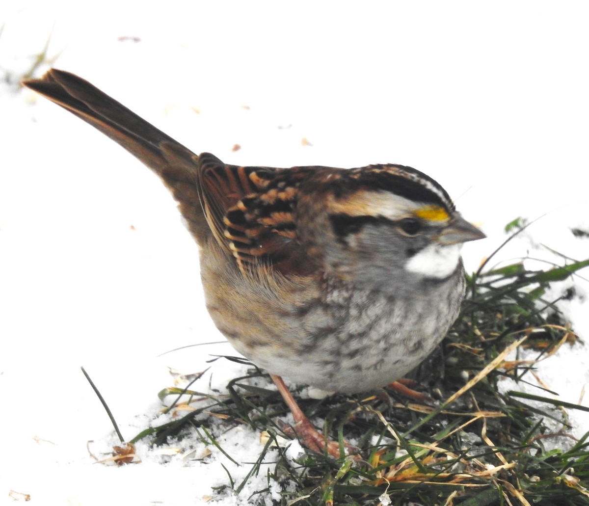 White-throated Sparrow - ML610604121