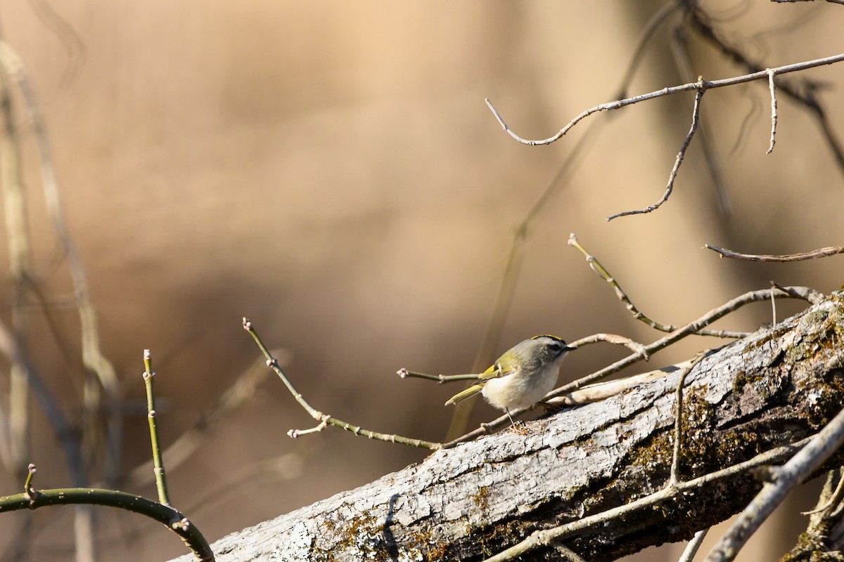 Golden-crowned Kinglet - ML610604259