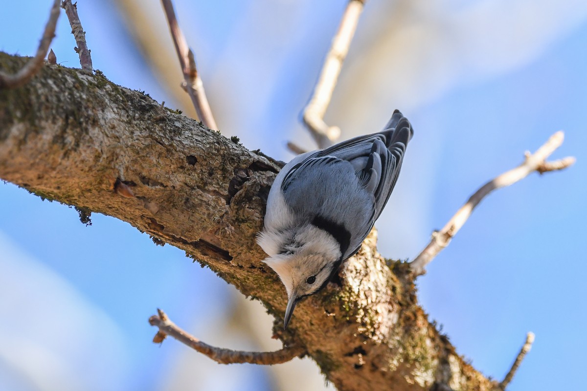 White-breasted Nuthatch - Jon Wilson