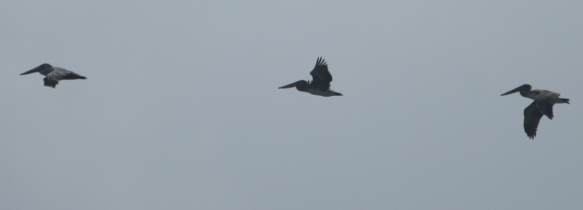 Brown Pelican - River Ahlquist