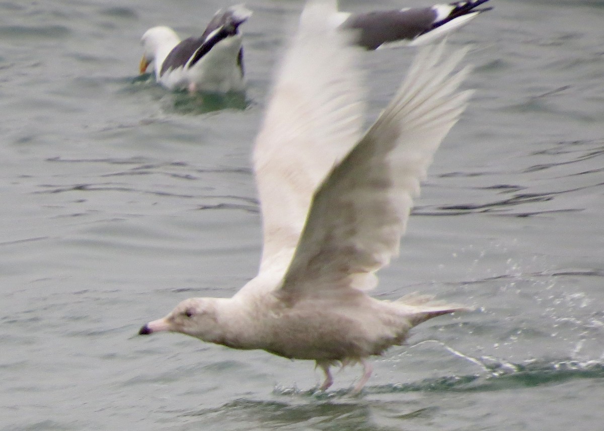 Glaucous Gull - Dave Bengston