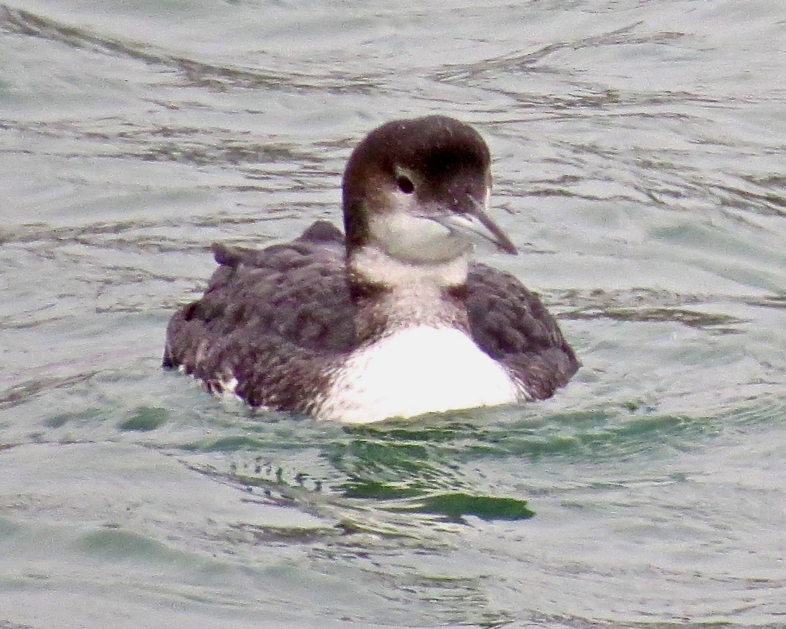 Common Loon - Dave Bengston