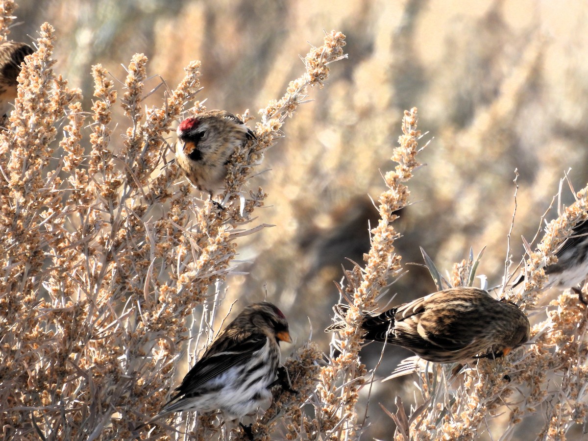 Common Redpoll - ML610604444