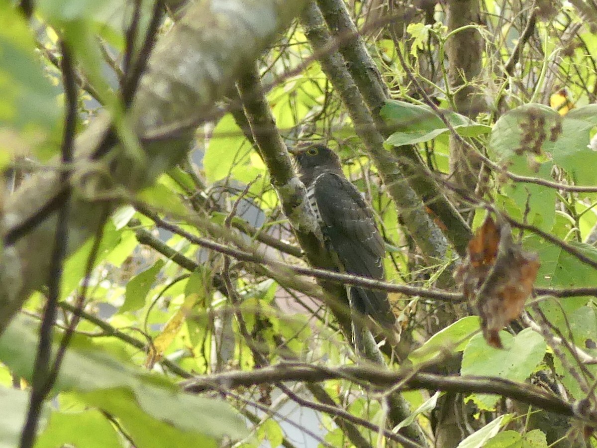 Sunda Cuckoo - Suzanne Cholette