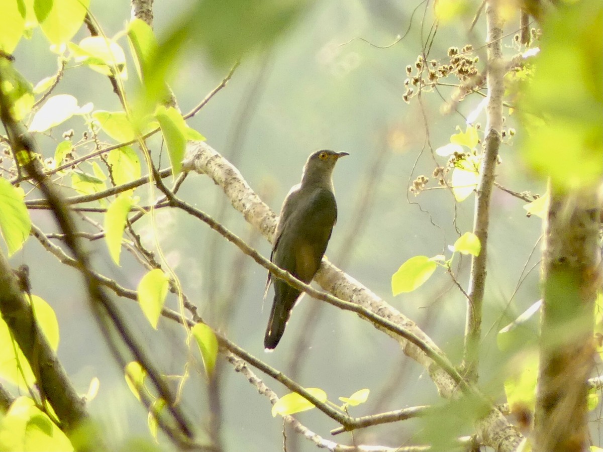 Sunda Cuckoo - Suzanne Cholette