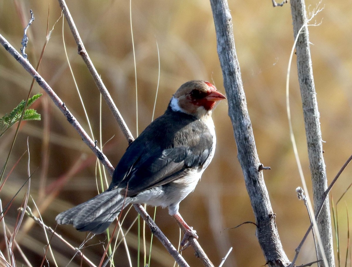 Yellow-billed Cardinal - William Scott