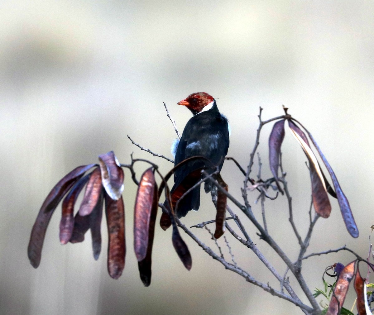 Yellow-billed Cardinal - ML610604552