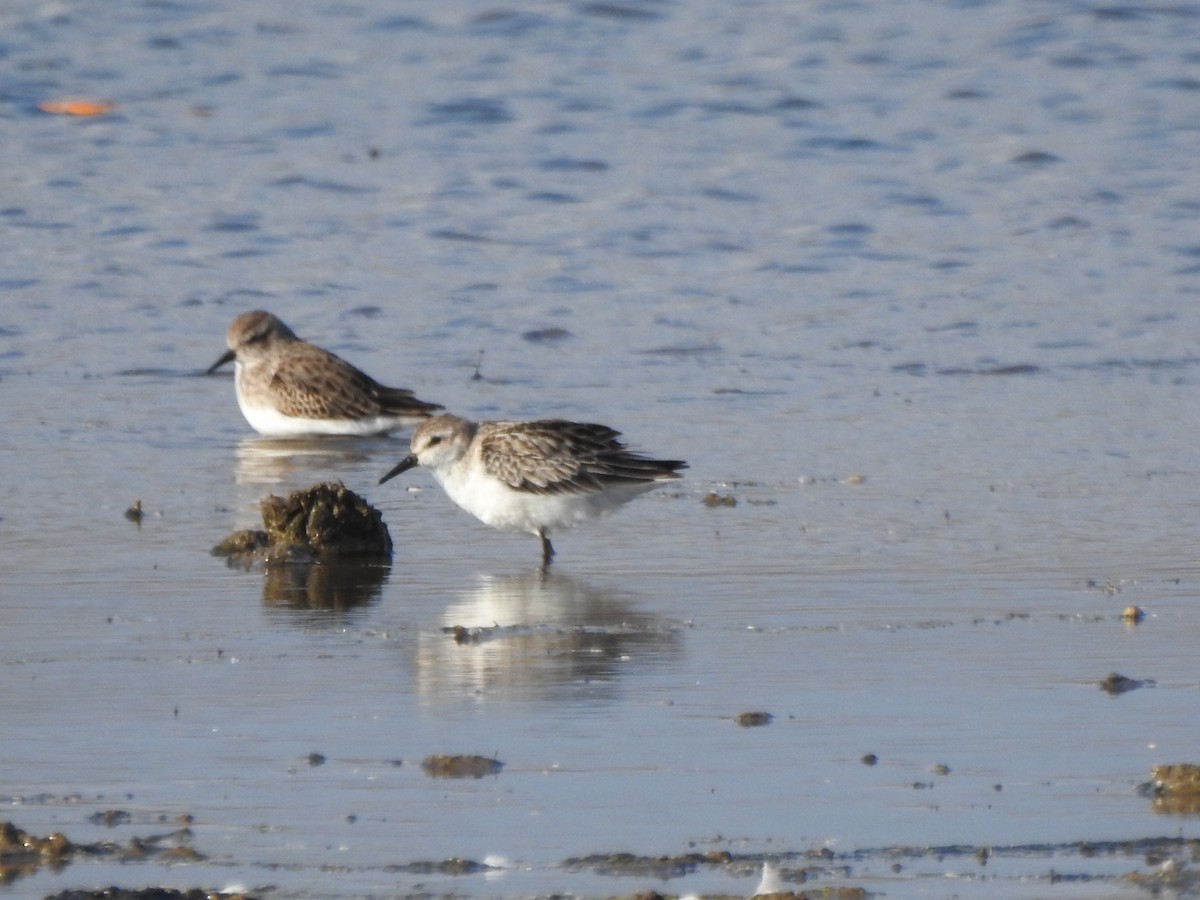 Semipalmated Sandpiper - Ron Marek