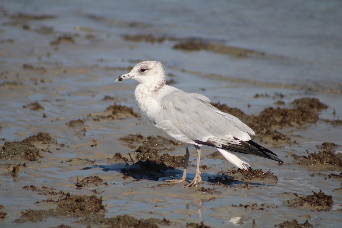 Ring-billed Gull - ML610604929