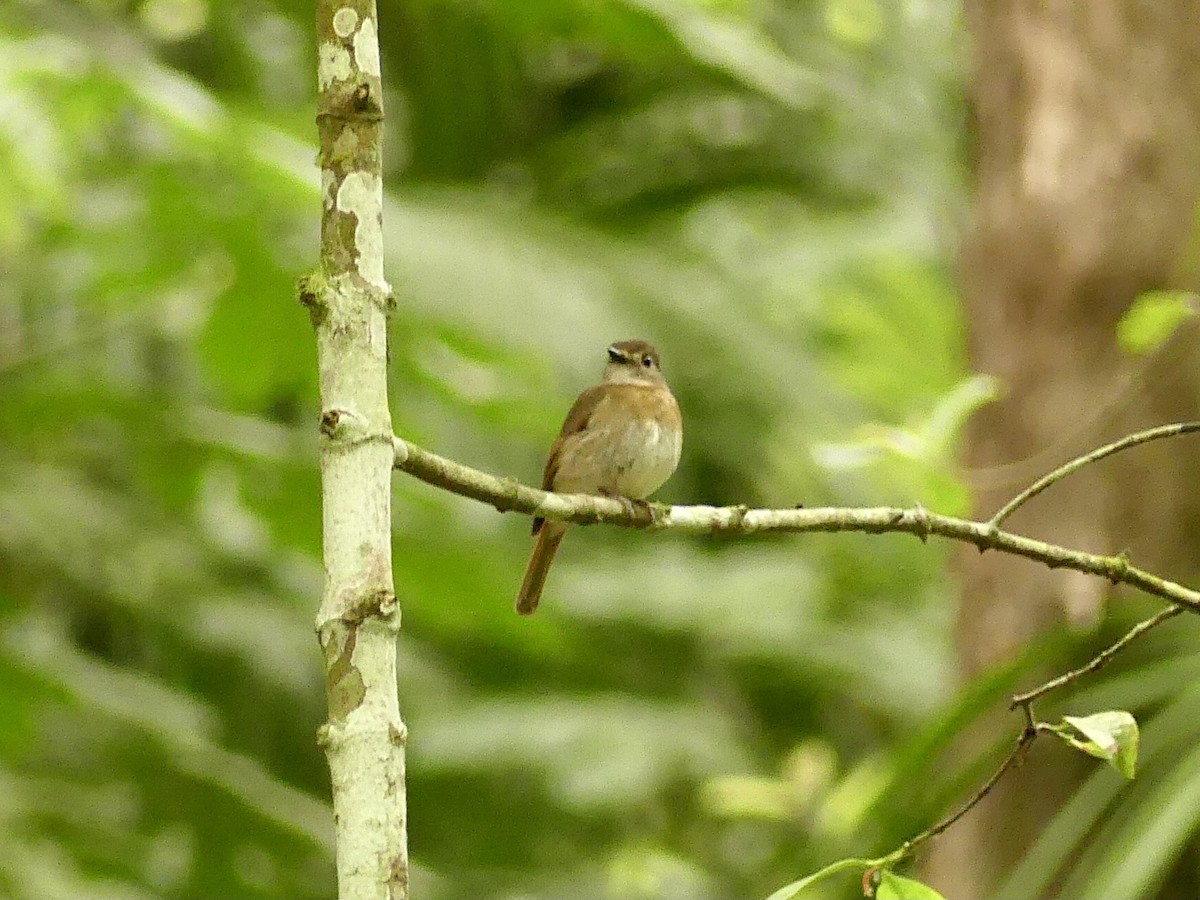 Fulvous-chested Jungle Flycatcher - ML610604985