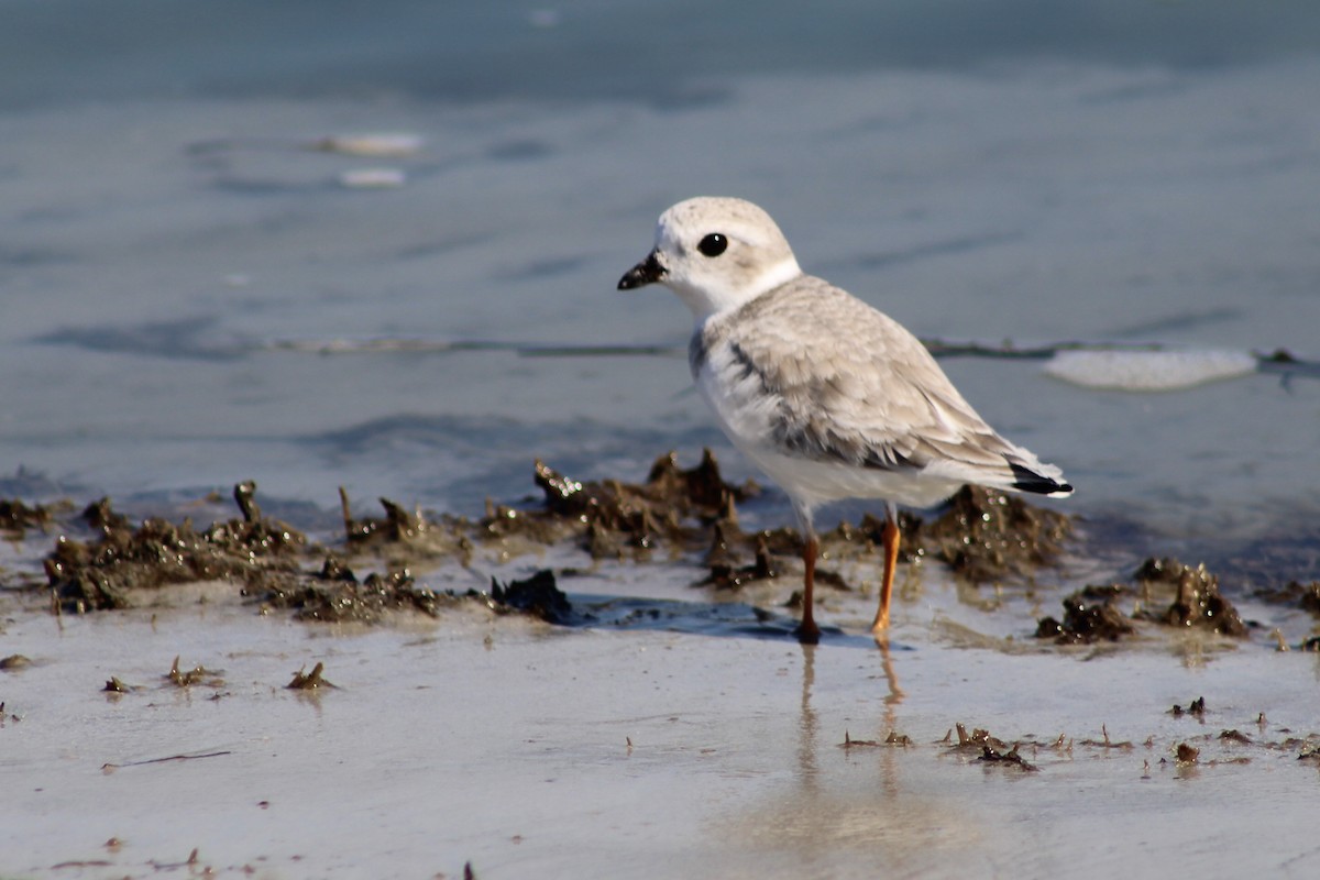 Piping Plover - ML610605039