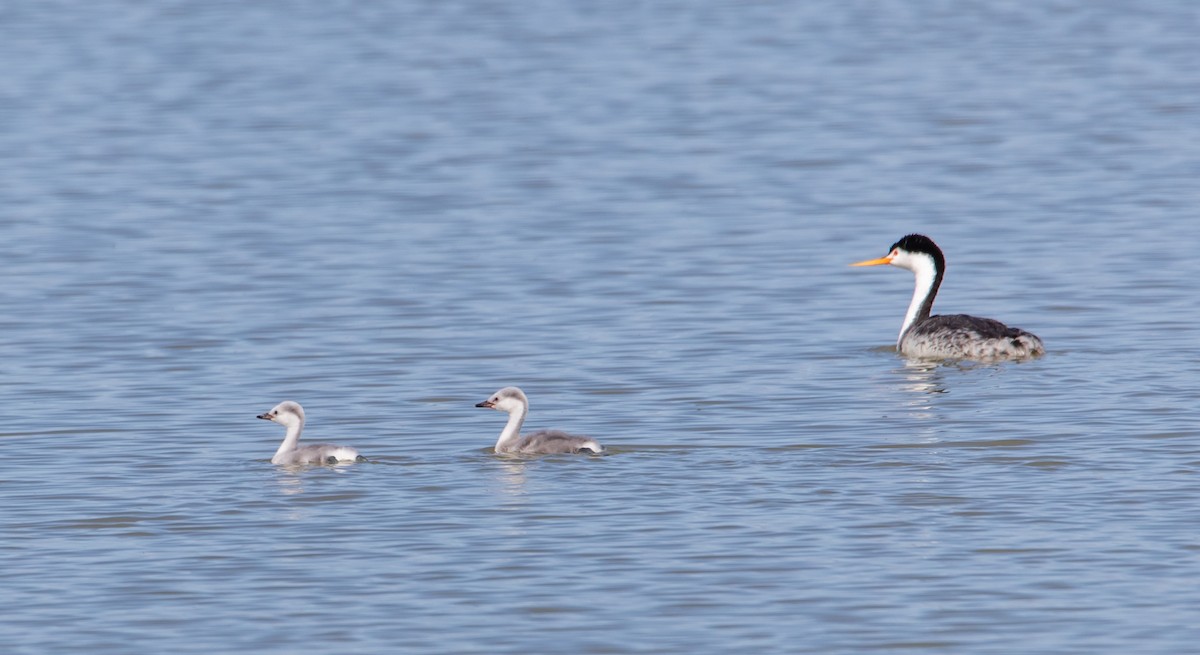 Clark's Grebe - Belen Schneider