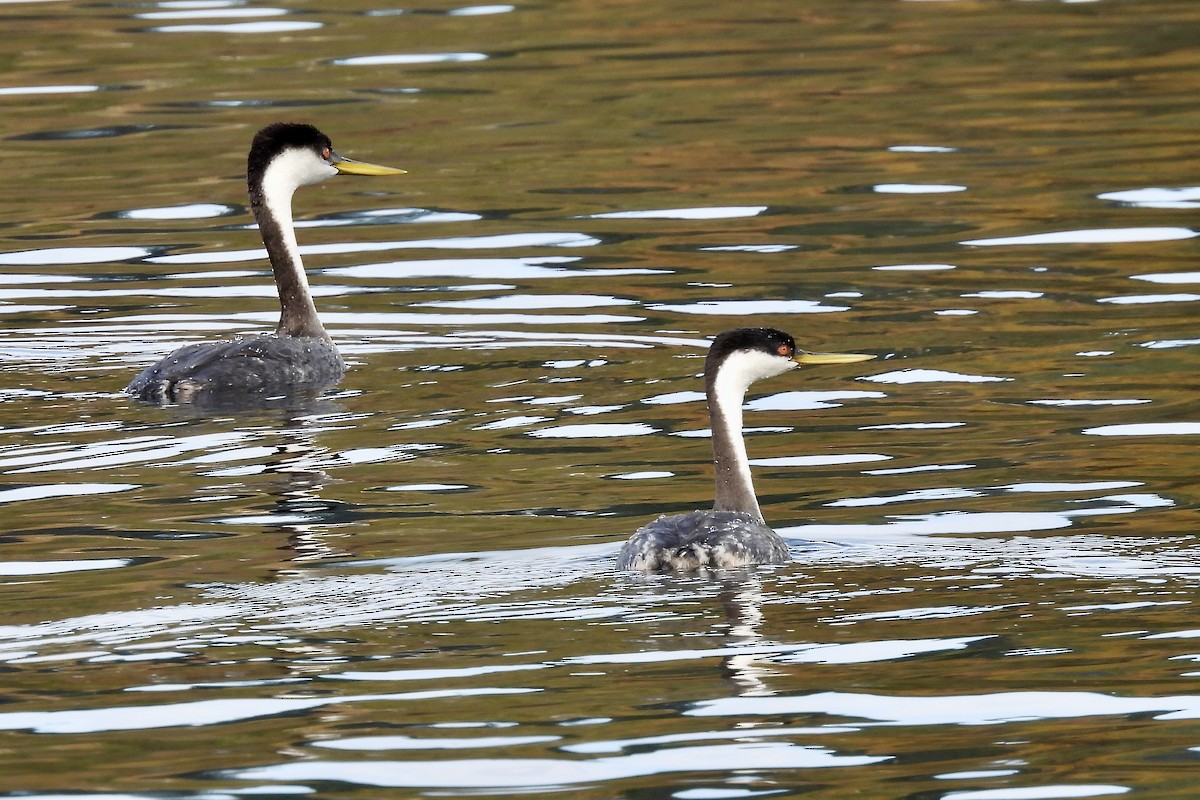 Western Grebe - D/P    Sanford