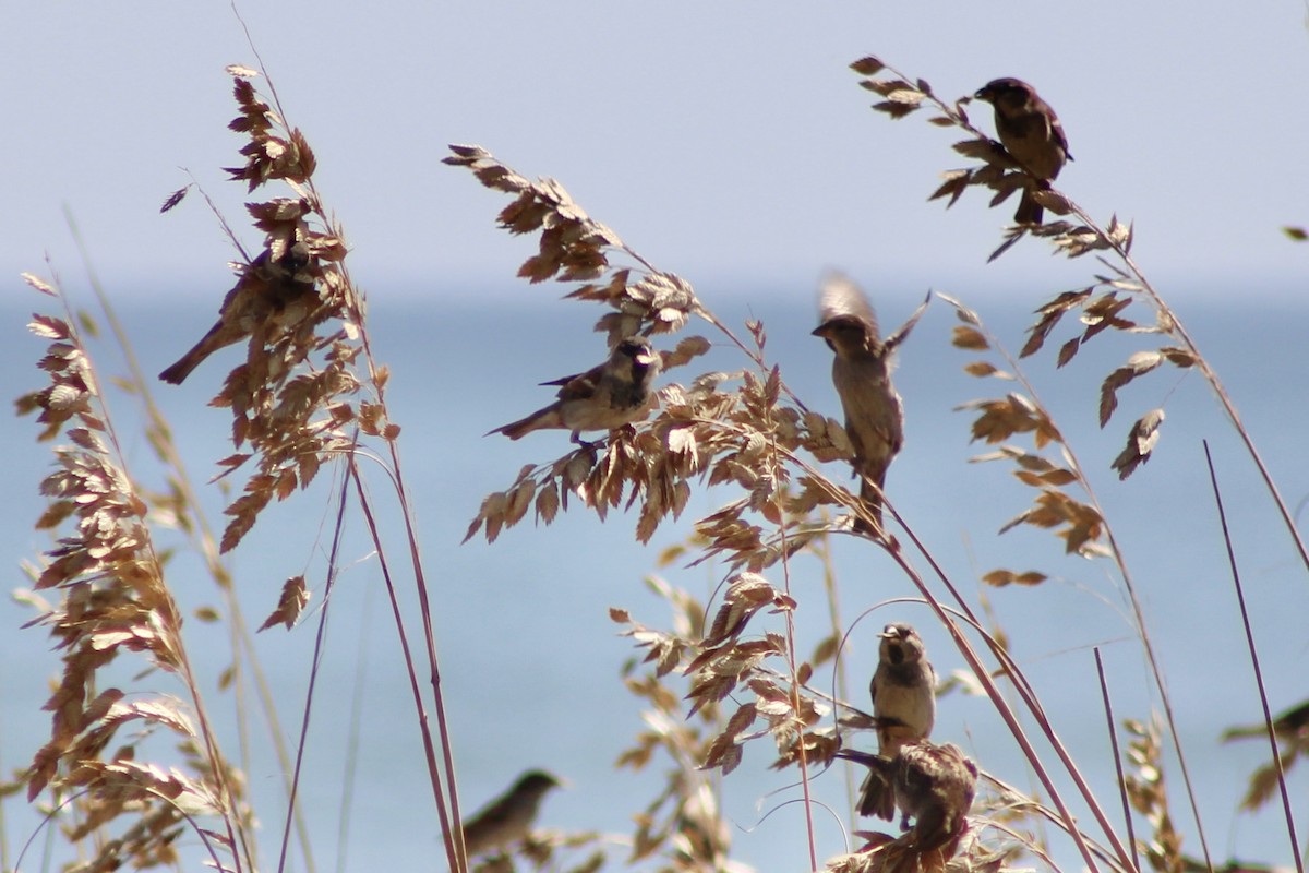 House Sparrow - Kevin Markham