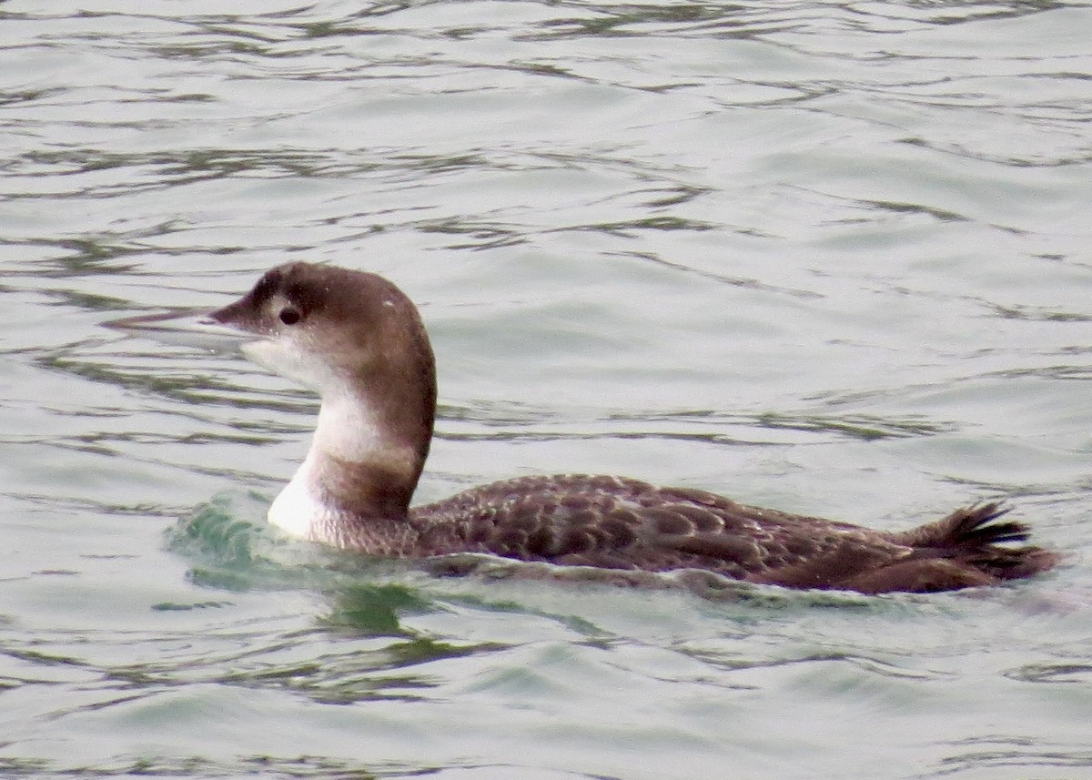 Common Loon - Dave Bengston
