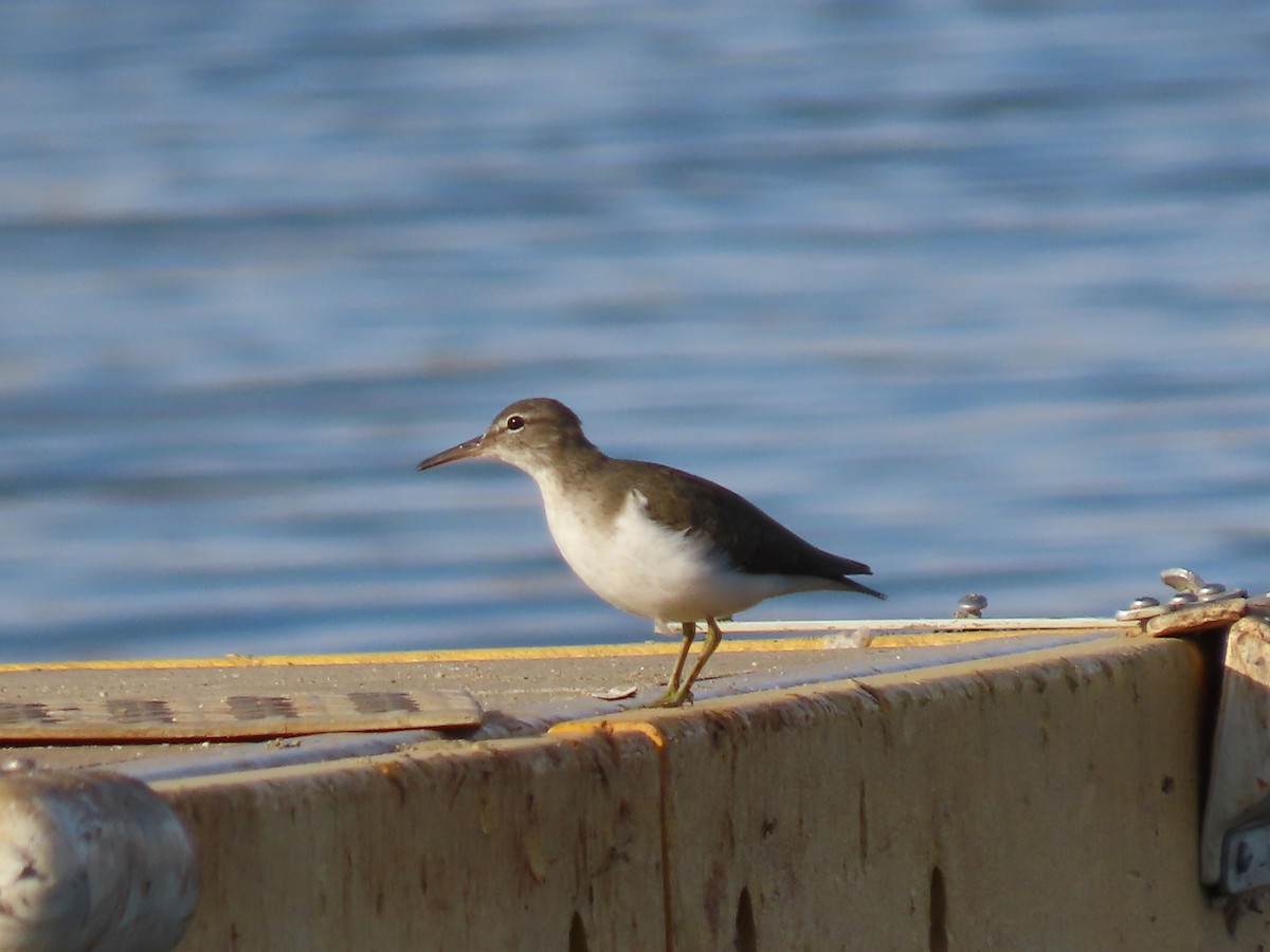 Spotted Sandpiper - ML610605255