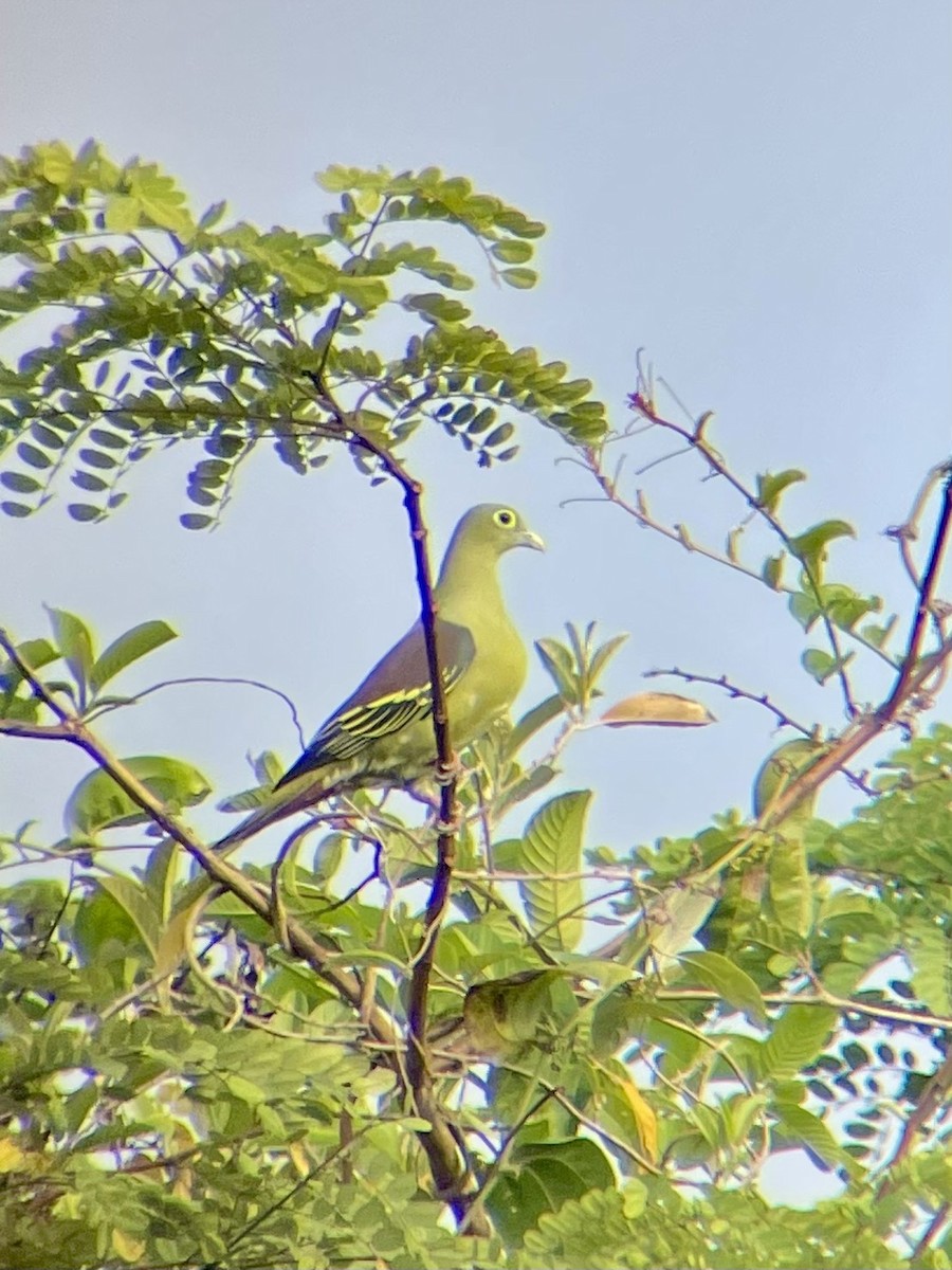 Gray-cheeked Green-Pigeon - ML610605256