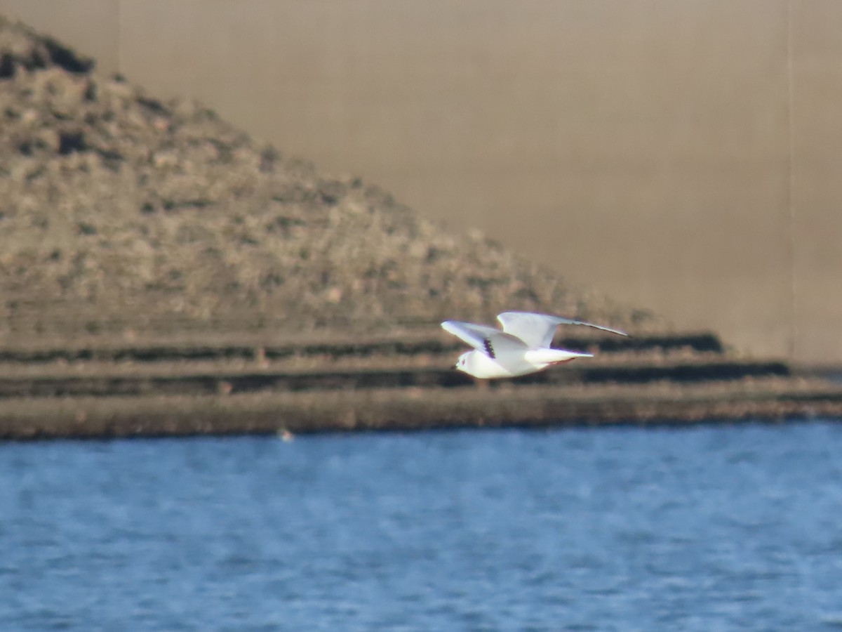 Bonaparte's Gull - ML610605265