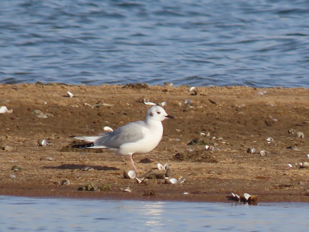 Bonaparte's Gull - ML610605281