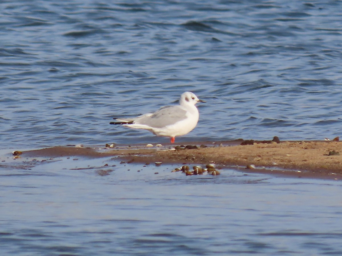 Bonaparte's Gull - ML610605289