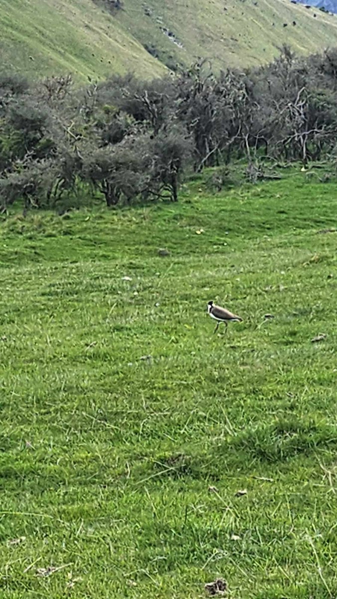 Masked Lapwing - ML610605347