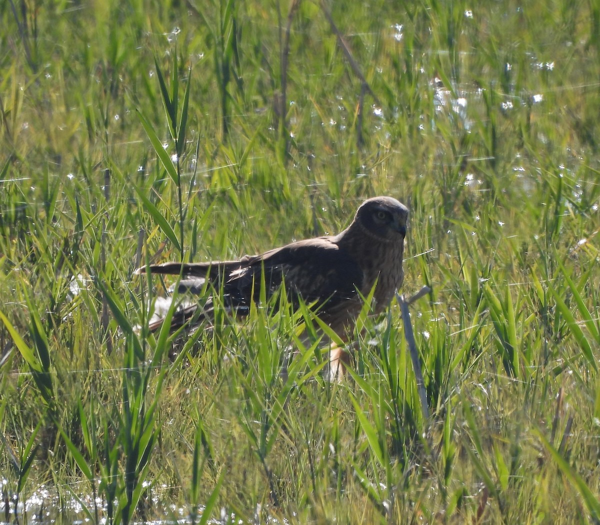 Northern Harrier - ML610605406